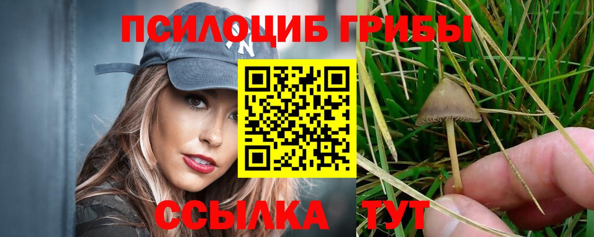 Юрга  купить наркоту  Вход с VPN  Галлюциногенные грибы Psilocybine cubensis 
